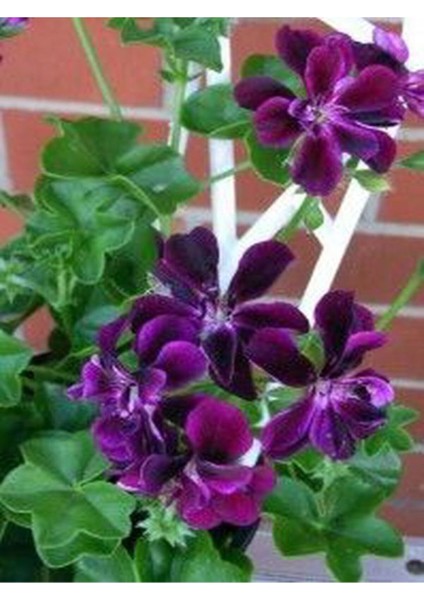 Videolu 4lü Set Sardunya Çiçeği Fidanı 15-30CM Saksılı (Pelargonium Flower) modelleri