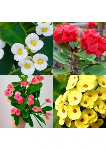 Serada Decor Plant Videolu Sarı Kırmızı Pembe Beyaz 4 Adet Milli Dikenler Tacı Çiçeği 15-30CM Saksılı (Europhia)