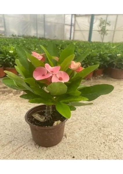Videolu Beyaz Pembe Kırmızı 3 Adet Milli Dikenler Tacı Çiçeği Fidesi 15-30CM Saksılı (Euphorbia) modelleri
