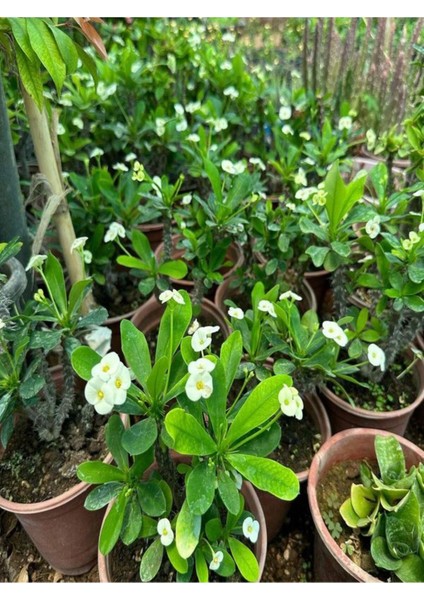 Videolu Beyaz Pembe Kırmızı 3 Adet Milli Dikenler Tacı Çiçeği Fidesi 15-30CM Saksılı (Euphorbia) fırsatları