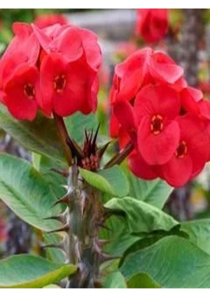 Videolu Beyaz Pembe Kırmızı 3 Adet Milli Dikenler Tacı Çiçeği Fidesi 15-30CM Saksılı (Euphorbia) indirimleri