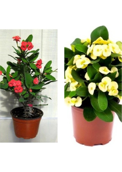 Videolu Sarı Kırmızı 2 Renk 2 Adet Milli Dikenler Tacı Çiçeği 15-30CM Saksılı (Euphorbia)