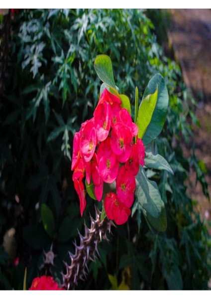 Videolu Sarı Kırmızı 2 Renk 2 Adet Milli Dikenler Tacı Çiçeği 15-30CM Saksılı (Euphorbia)