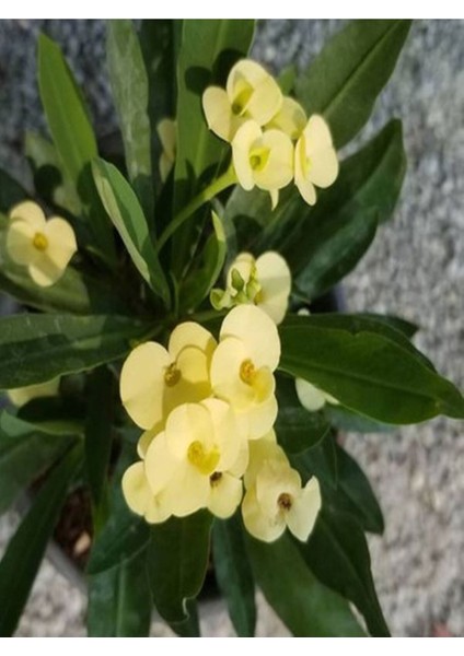 Videolu Sarı Kırmızı 2 Renk 2 Adet Milli Dikenler Tacı Çiçeği 15-30CM Saksılı (Euphorbia)