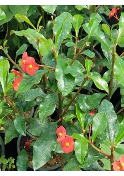 Videolu Sarı Kırmızı 2 Renk 2 Adet Milli Dikenler Tacı Çiçeği 15-30CM Saksılı (Euphorbia)