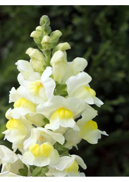 Videolu Beyaz Aslanağzı Çiçeği Fidanı 10 Adet Saksılı/ Tüplü 5 cm 15 cm (Antirrihinum Majus)