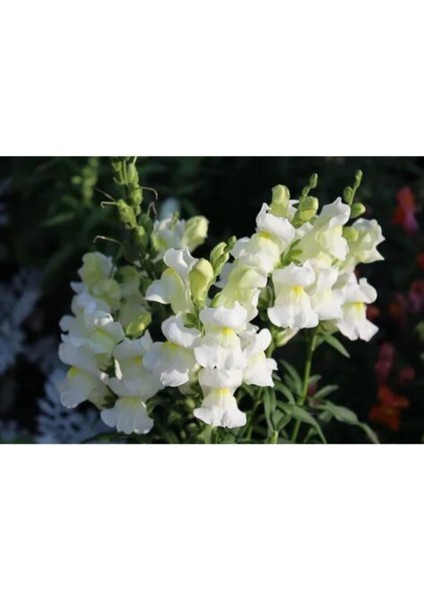 Videolu Beyaz Aslanağzı Çiçeği Fidanı 10 Adet Saksılı/ Tüplü 5 cm 15 cm (Antirrihinum Majus) fırsatları