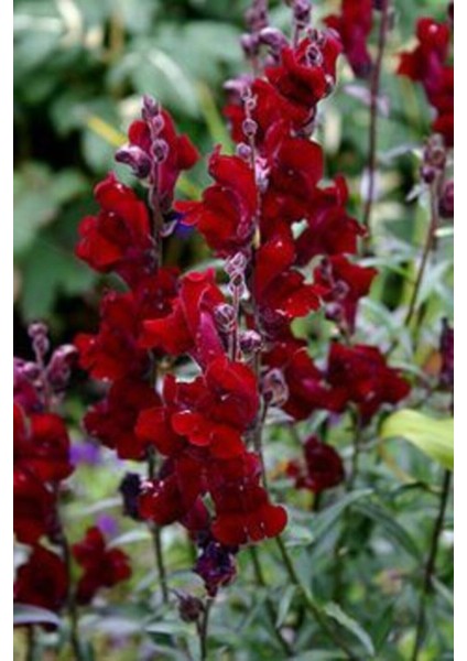 Videolu 30 Adet Koyu Kırmızı Aslanağzı Çiçeği Fidanı 5-15 cm Tüplü Çiçekli Bodur Bitkiler Snapdragon modelleri