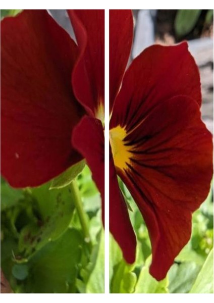 Videolu 30 Adet Kırmızı Kahverengi Hercai Menkşe Çiçeği Fidanı 5-15 cm Tüplü Çiçekli Bodur Bitkiler