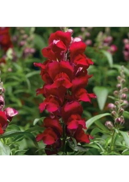 Videolu 10 Adet Koyu Kırmızı Aslanağzı Çiçeği Fidanı 5-15 cm Saksılı Çiçekli Bodur Antirrhinum Majus