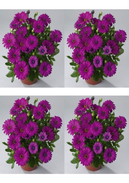 Videolu Koyu Mor Bodrum Papatyası Çiçeği 4 Adet Saksılı 20-40CM Bahçe Salon Bitkisi (Bodrum Daisy)