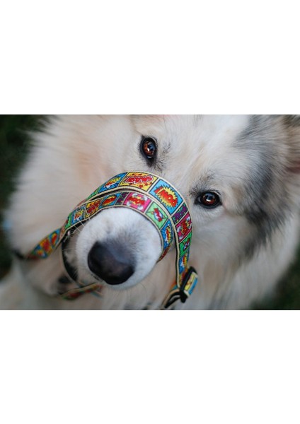 Comic Köpek Gezdirme Kayışı fırsatları