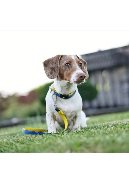 Matrix Yellow Köpek Gezdirme Kayışı