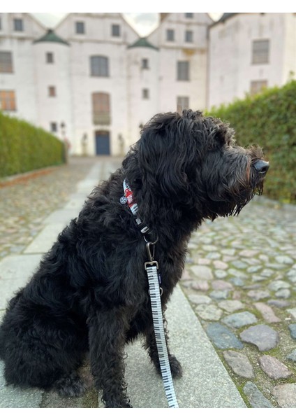 Piano Köpek Gezdirme Kayışı