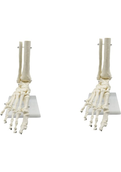 2x 1:1 Insan Iskeleti Ayak Anatomisi Modeli Ayak ve Ayak Bileği Saplı Anatomik Model Anatomi Öğretim Kaynakları (Yurt Dışından)