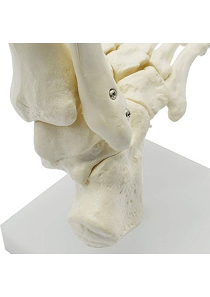 2x 1:1 Insan Iskeleti Ayak Anatomisi Modeli Ayak ve Ayak Bileği Saplı Anatomik Model Anatomi Öğretim Kaynakları (Yurt Dışından)