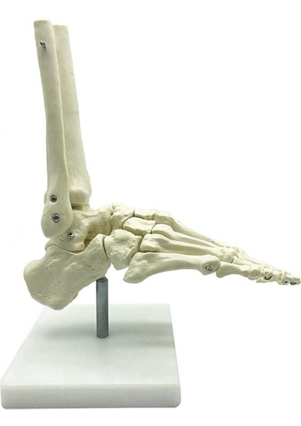 2x 1:1 Insan Iskeleti Ayak Anatomisi Modeli Ayak ve Ayak Bileği Saplı Anatomik Model Anatomi Öğretim Kaynakları (Yurt Dışından)