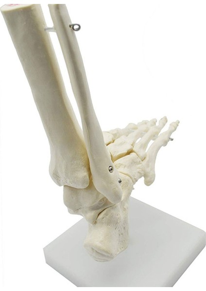 2x 1:1 Insan Iskeleti Ayak Anatomisi Modeli Ayak ve Ayak Bileği Saplı Anatomik Model Anatomi Öğretim Kaynakları (Yurt Dışından)