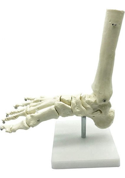 2x 1:1 Insan Iskeleti Ayak Anatomisi Modeli Ayak ve Ayak Bileği Saplı Anatomik Model Anatomi Öğretim Kaynakları (Yurt Dışından)