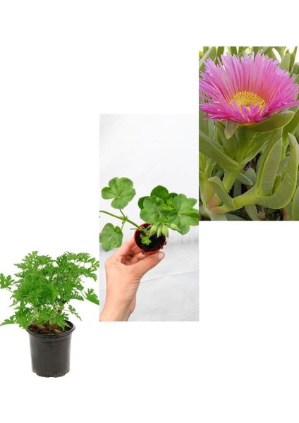 3 Çeşit Balkon Çiçeği Itır + Kaz Ayağı + Sardunya