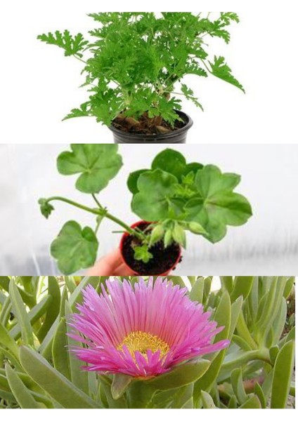 3 Çeşit Balkon Çiçeği Itır + Kaz Ayağı + Sardunya fiyatları