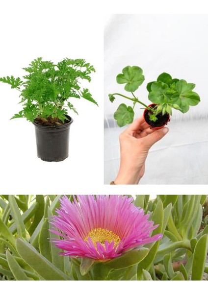 3 Çeşit Balkon Çiçeği Itır + Kaz Ayağı + Sardunya modelleri