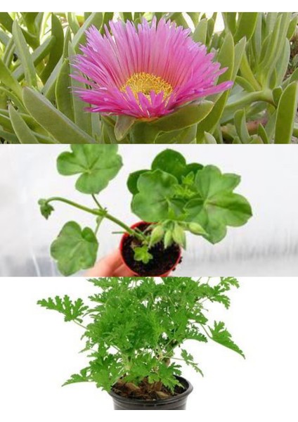 3 Çeşit Balkon Çiçeği Itır + Kaz Ayağı + Sardunya fırsatları