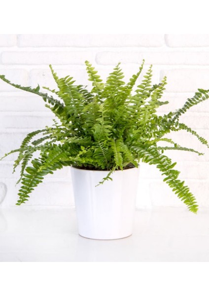 Hediyelik Seramik Saksıda Çeyiz Seti Aşk Merdiveni - Paşa Kılıcı - Pachira Para Ağacı fiyatları