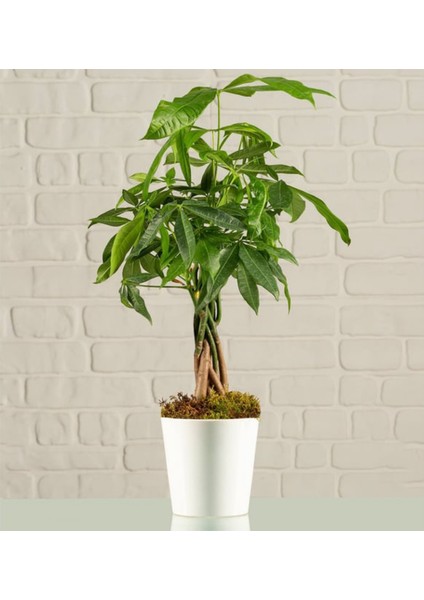 Hediyelik Seramik Saksıda Çeyiz Seti Aşk Merdiveni - Paşa Kılıcı - Pachira Para Ağacı modelleri