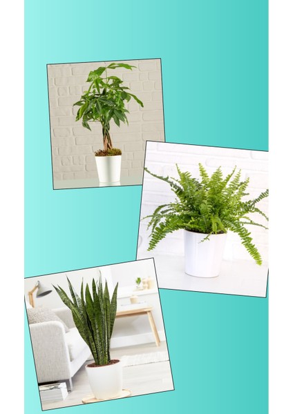 Hediyelik Seramik Saksıda Çeyiz Seti Aşk Merdiveni - Paşa Kılıcı - Pachira Para Ağacı fırsatları