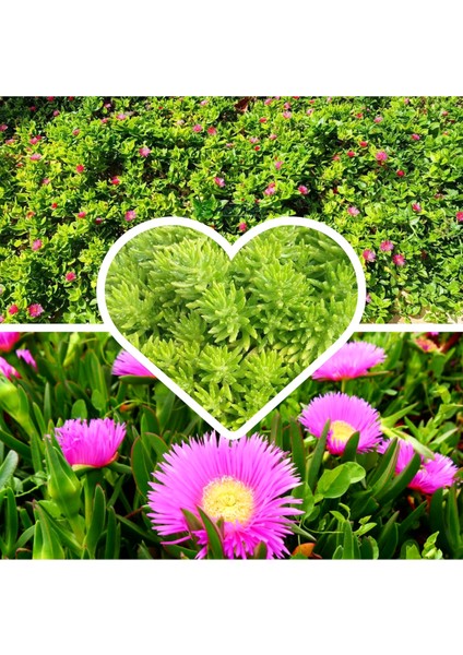 3 Saskıda 3 Çeşit Sarmaşık Çiçeği Yalı Koruğu + Kaz Ayağı + Buz Çiçeği