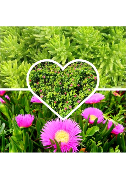 3 Saskıda 3 Çeşit Sarmaşık Çiçeği Yalı Koruğu + Kaz Ayağı + Buz Çiçeği fiyatları