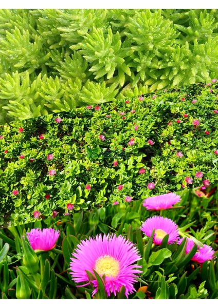 3 Saskıda 3 Çeşit Sarmaşık Çiçeği Yalı Koruğu + Kaz Ayağı + Buz Çiçeği modelleri