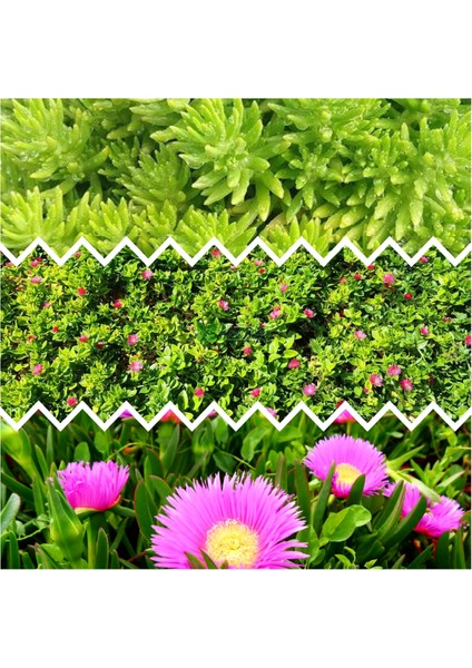 3 Saskıda 3 Çeşit Sarmaşık Çiçeği Yalı Koruğu + Kaz Ayağı + Buz Çiçeği fırsatları