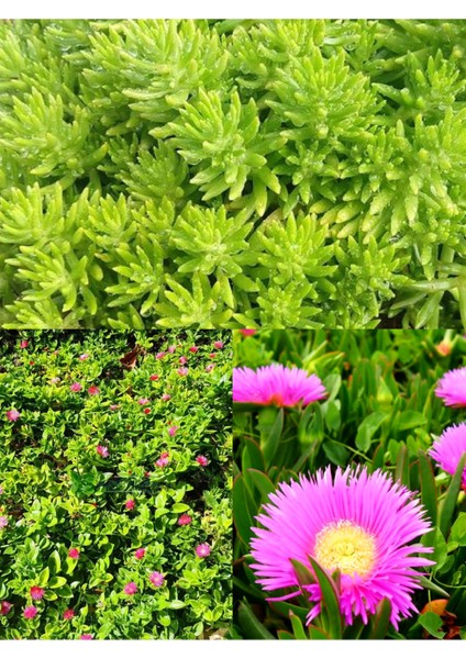 3 Saskıda 3 Çeşit Sarmaşık Çiçeği Yalı Koruğu + Kaz Ayağı + Buz Çiçeği indirimleri