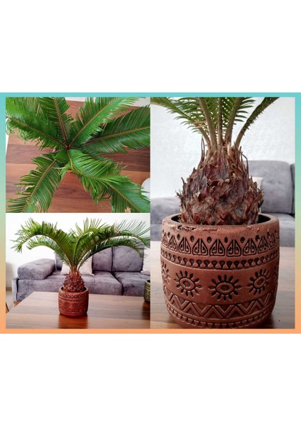 Cycas Dekoratif Saksıda Sikas