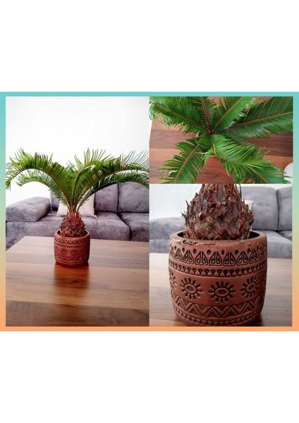 Cycas Dekoratif Saksıda Sikas