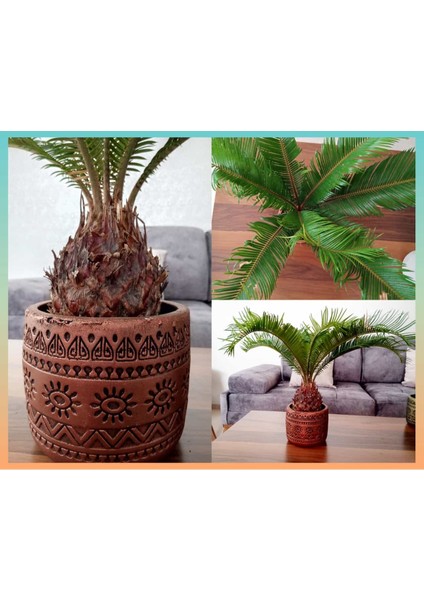 Cycas Dekoratif Saksıda Sikas