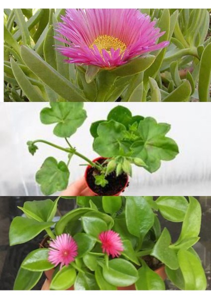 3 Çeşit Balkon Çiçeği Sardunya + Kaz Ayağı + Buz Çiçeği