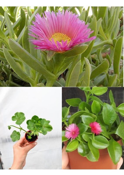 3 Çeşit Balkon Çiçeği Sardunya + Kaz Ayağı + Buz Çiçeği fiyatları