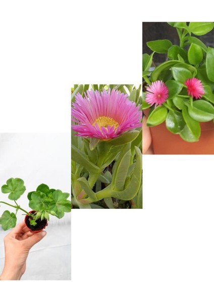 3 Çeşit Balkon Çiçeği Sardunya + Kaz Ayağı + Buz Çiçeği modelleri