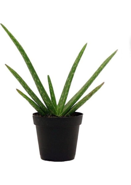 Saksıda Şifa Kaynağı Aloe Vera Bitkisi