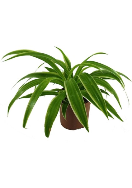 Chlorophytum - Kurdele Çiçeği - (7 cm Saksıda)