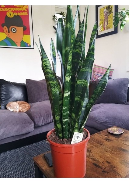 Paşa Kılıcı Yeşil (Plastik Üretim Saksısında)