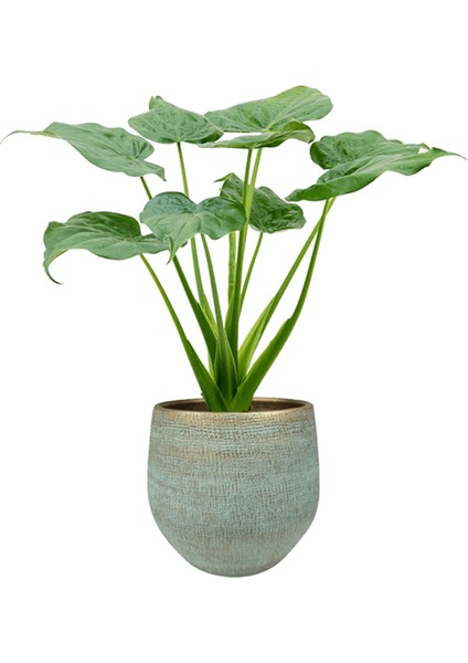 Alocasia Cucullata Fil Kulağı Hediyelik Dekotatif Saksıda