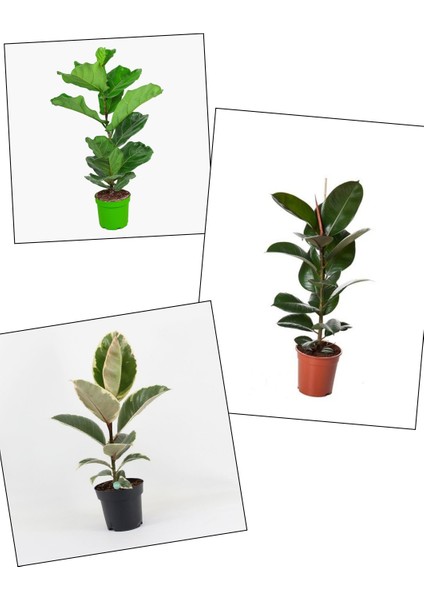 Hediyelik 3 Çeşit Kauçuk; Alacalı - Normal - Ficus Lyrata Keman Yapraklı