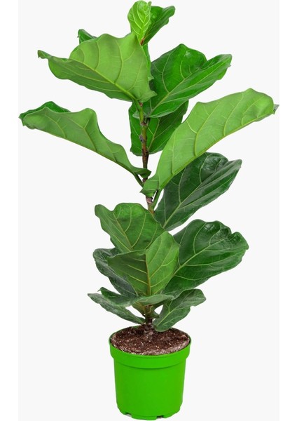 Hediyelik 3 Çeşit Kauçuk; Alacalı - Normal - Ficus Lyrata Keman Yapraklı fırsatları