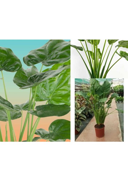 Alocasia Cucullata Fil Kulağı 100+ cm
