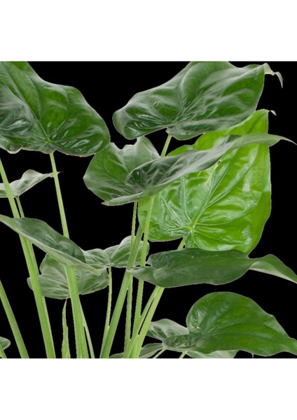 Alocasia Cucullata Fil Kulağı 100+ cm fiyatları