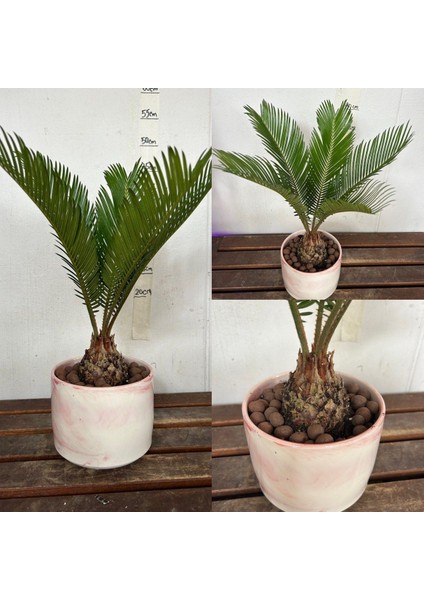 Hediyelik Cycas Dekoratif Saksıda Sikas